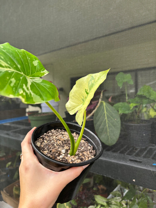 6” Alocasia Macrorrhiza Albo