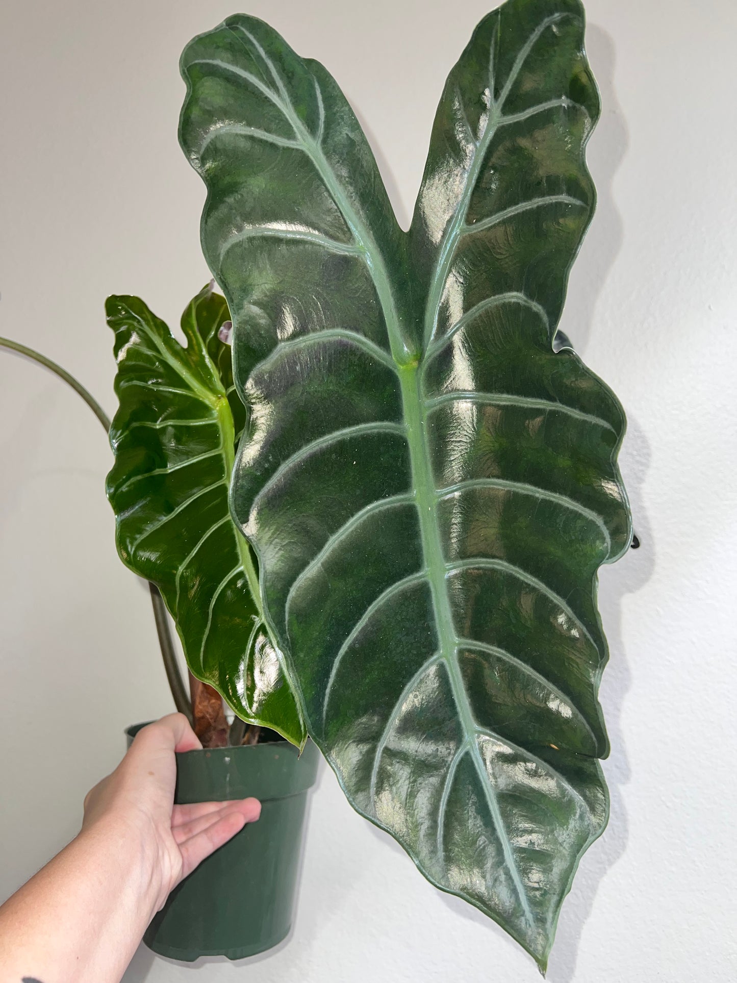 6” Alocasia Chantreiri