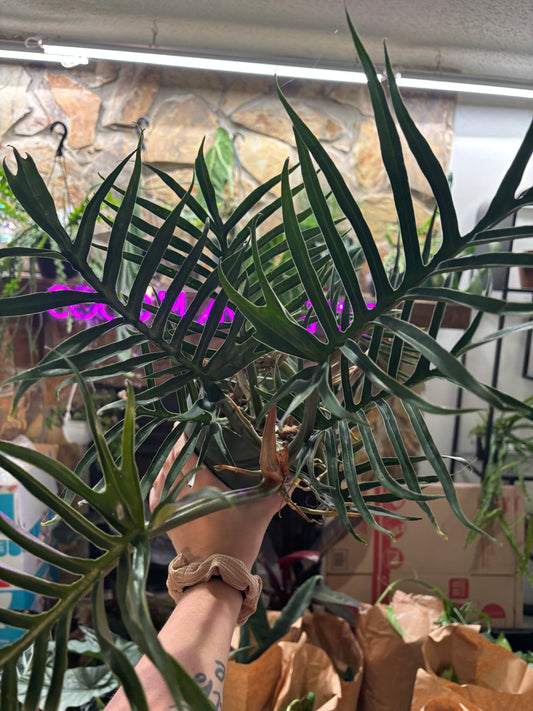 6” Philodendron Tortum