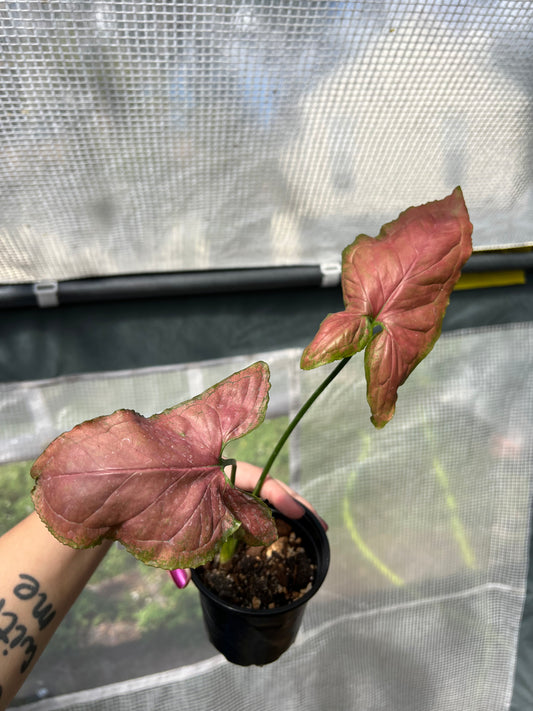 4” Syngonium Orm Nak Red