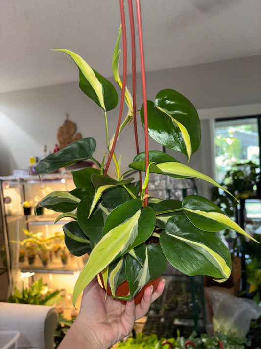 6” Philodendron Rio Hanging Basket