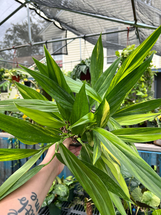 6” Epipremnum Amplissmum Variegated