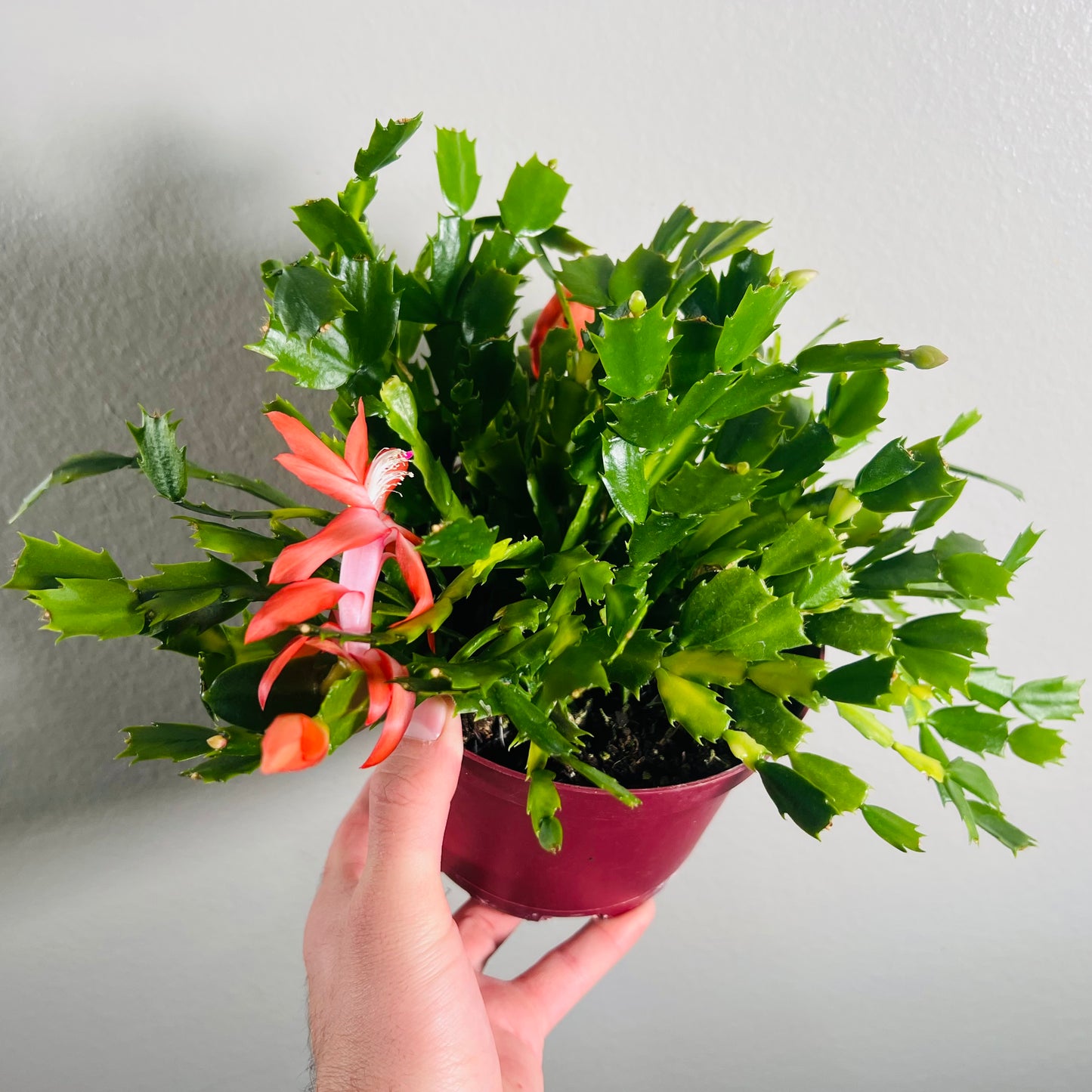 6” Christmas Cactus Pink