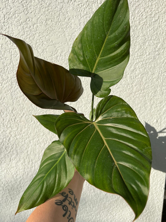 6” Philodendron Summer Glory