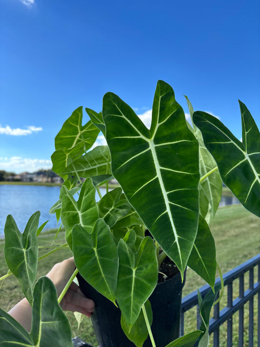 8” Alocasia Frydek