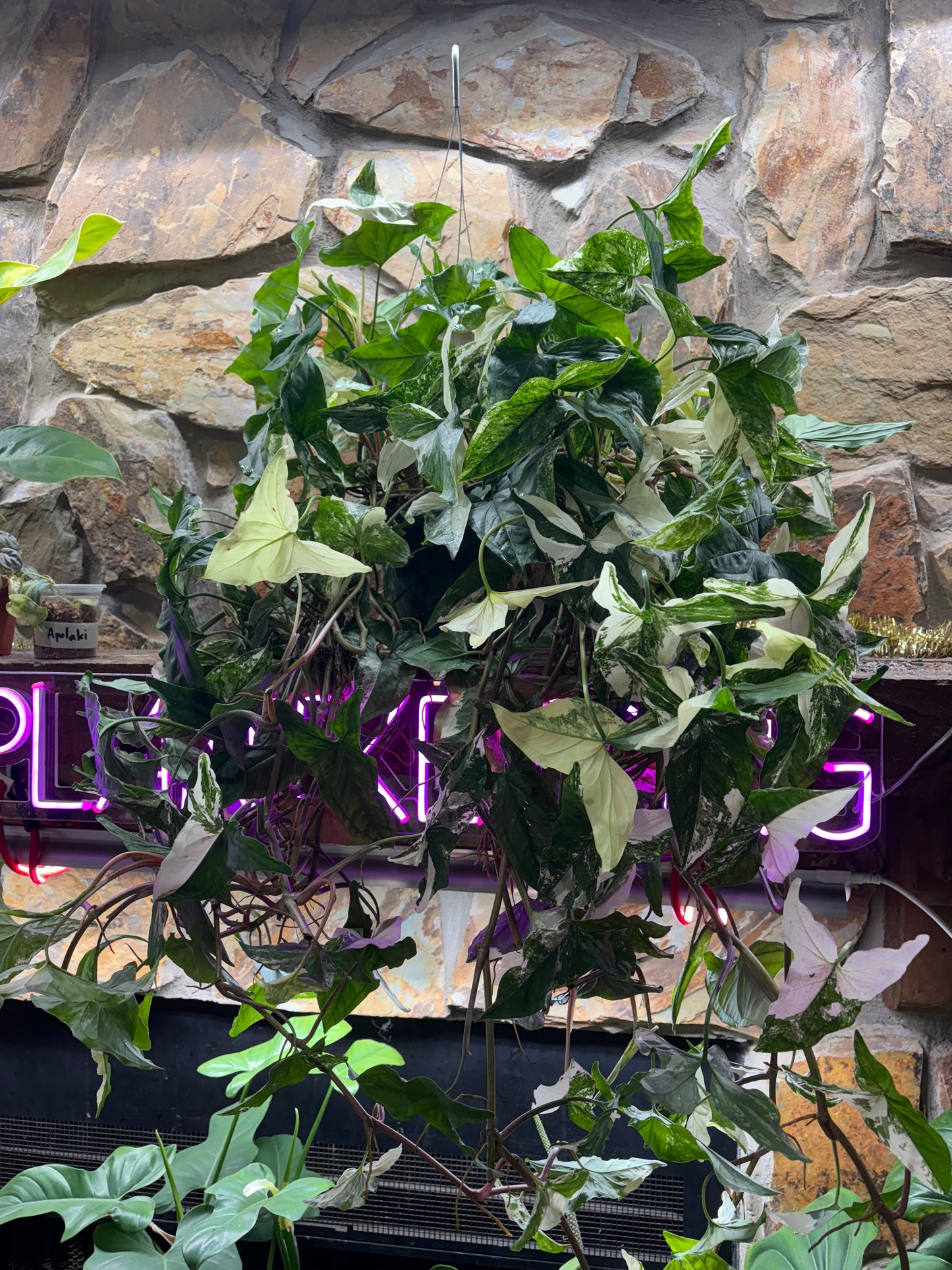 8” Syngonium Albo Hanging Basket