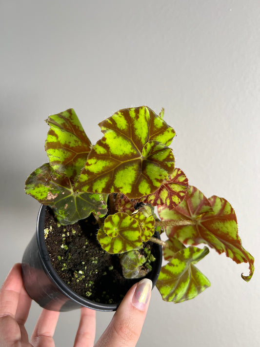 4” Begonia Rex Cowardly Lion