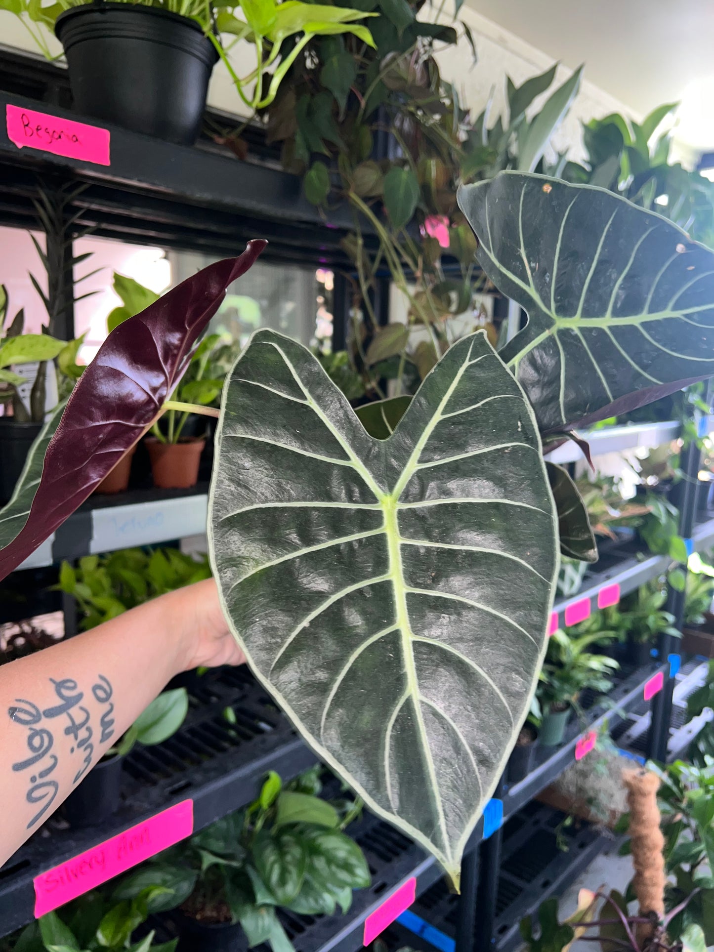 6” Alocasia Longiloba ‘Dragons Tooth’