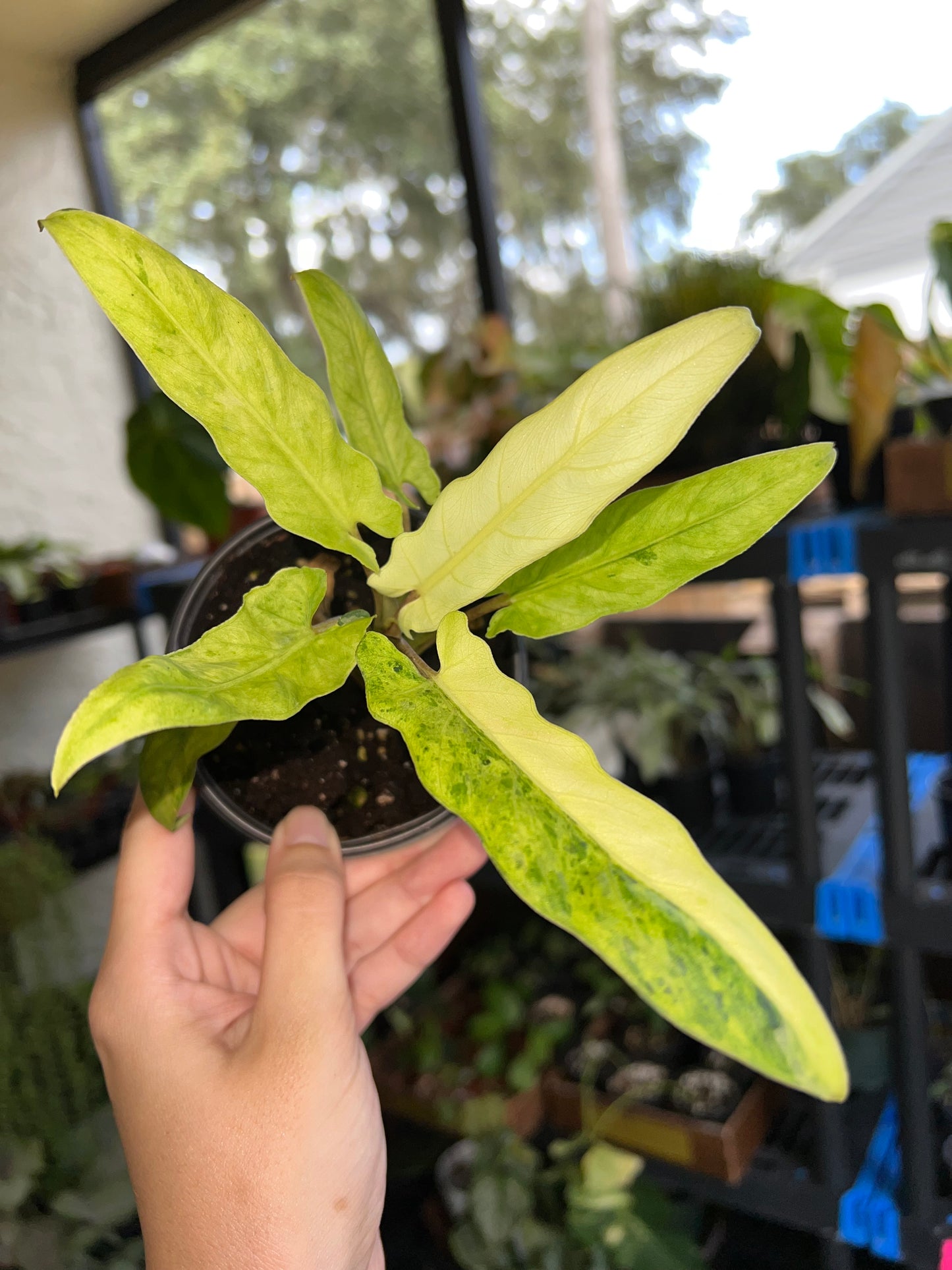 4” Alocasia Lauterbachiana Aurea