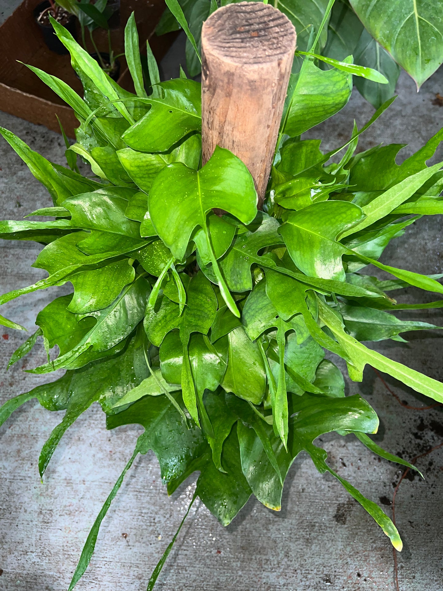 8” Epipremnum Pinnatum Skeleton Key