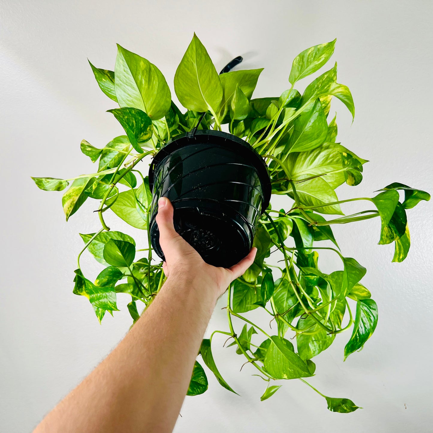 8” Golden Pothos Hanging Basket