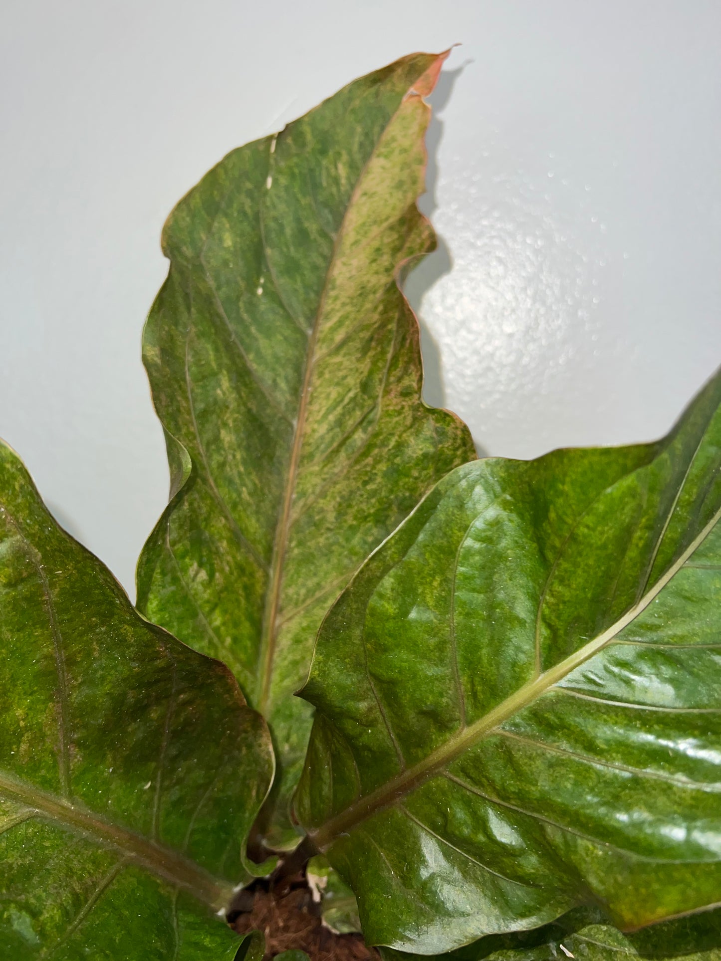 6” Anthurium Hookeri Variegated (Low Variegation)