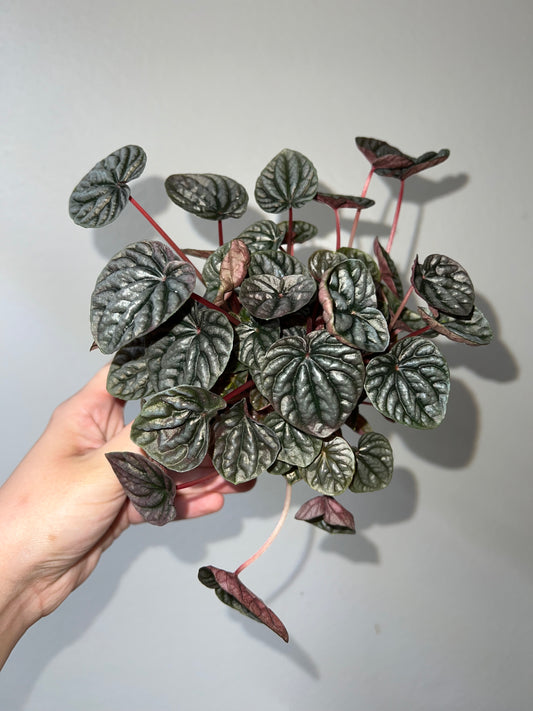 4” Peperomia Red Beauty