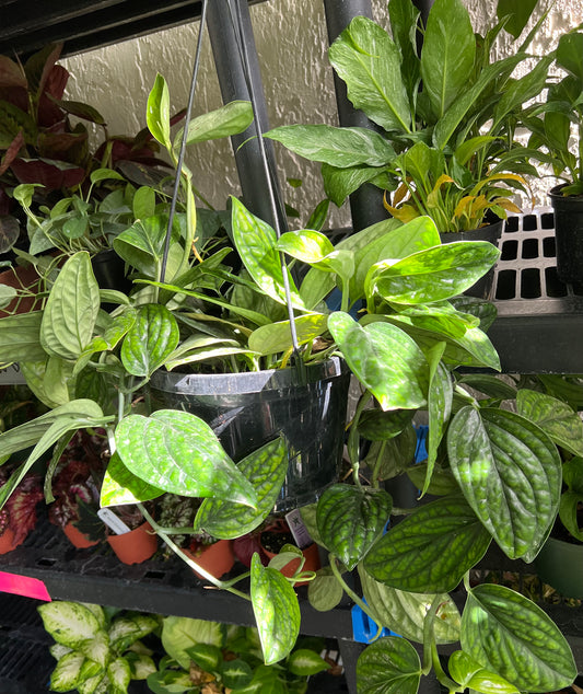 8” Monstera Peru Hanging Basket