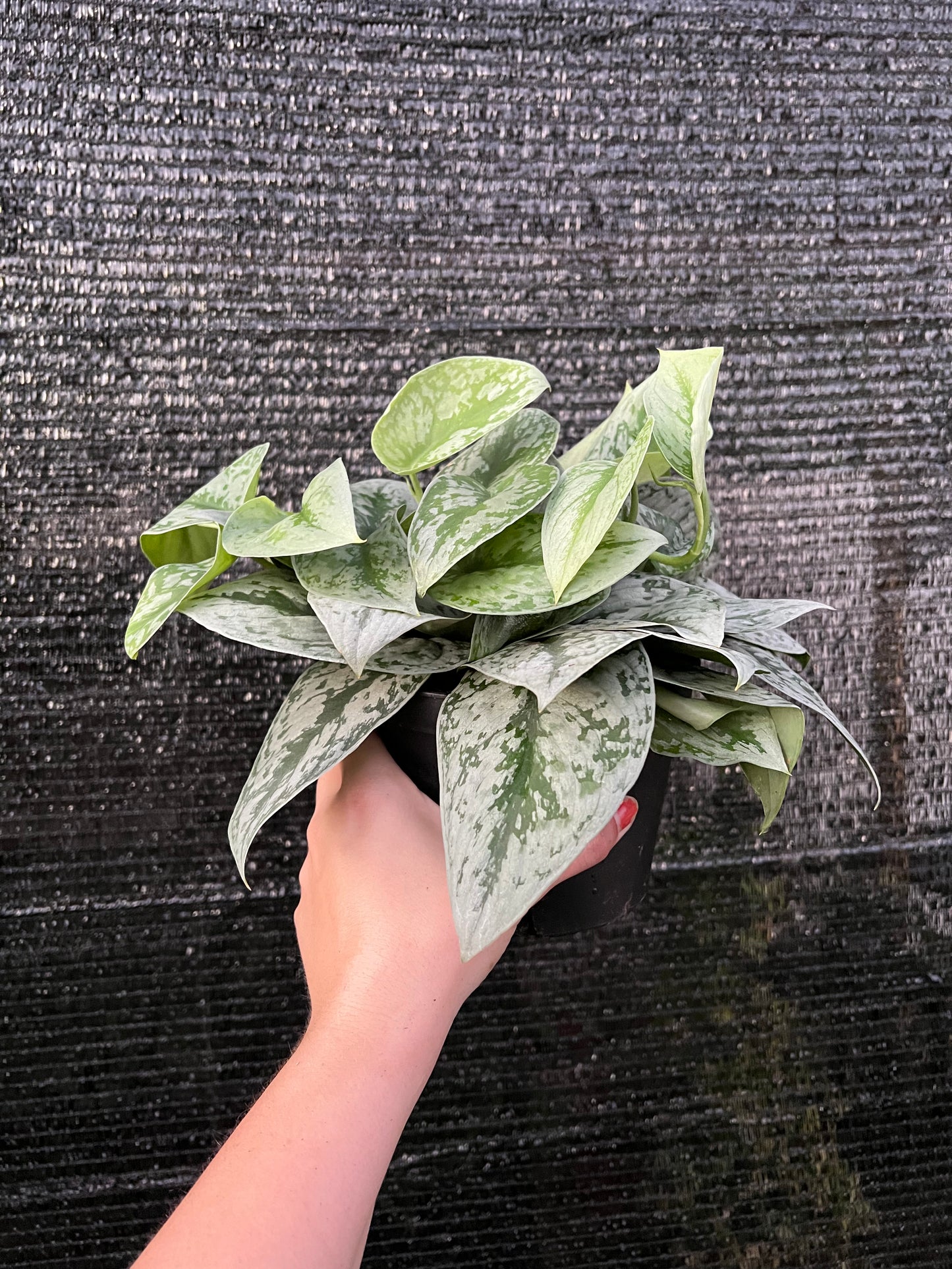 6” Scindapsus Silver Satin