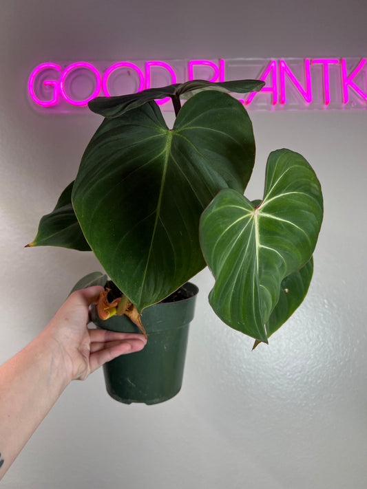 6” Philodendron Gloriosum Flat Petiole