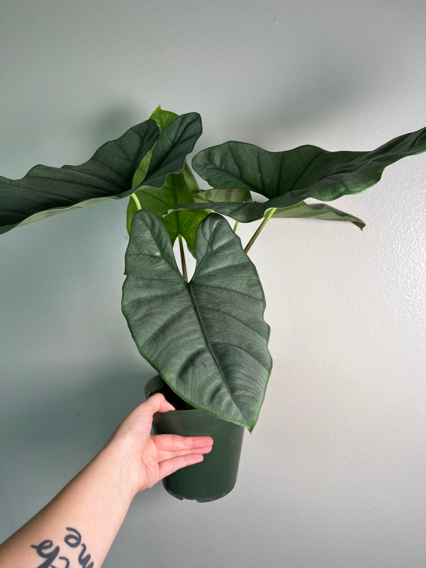 6” Alocasia Corazon