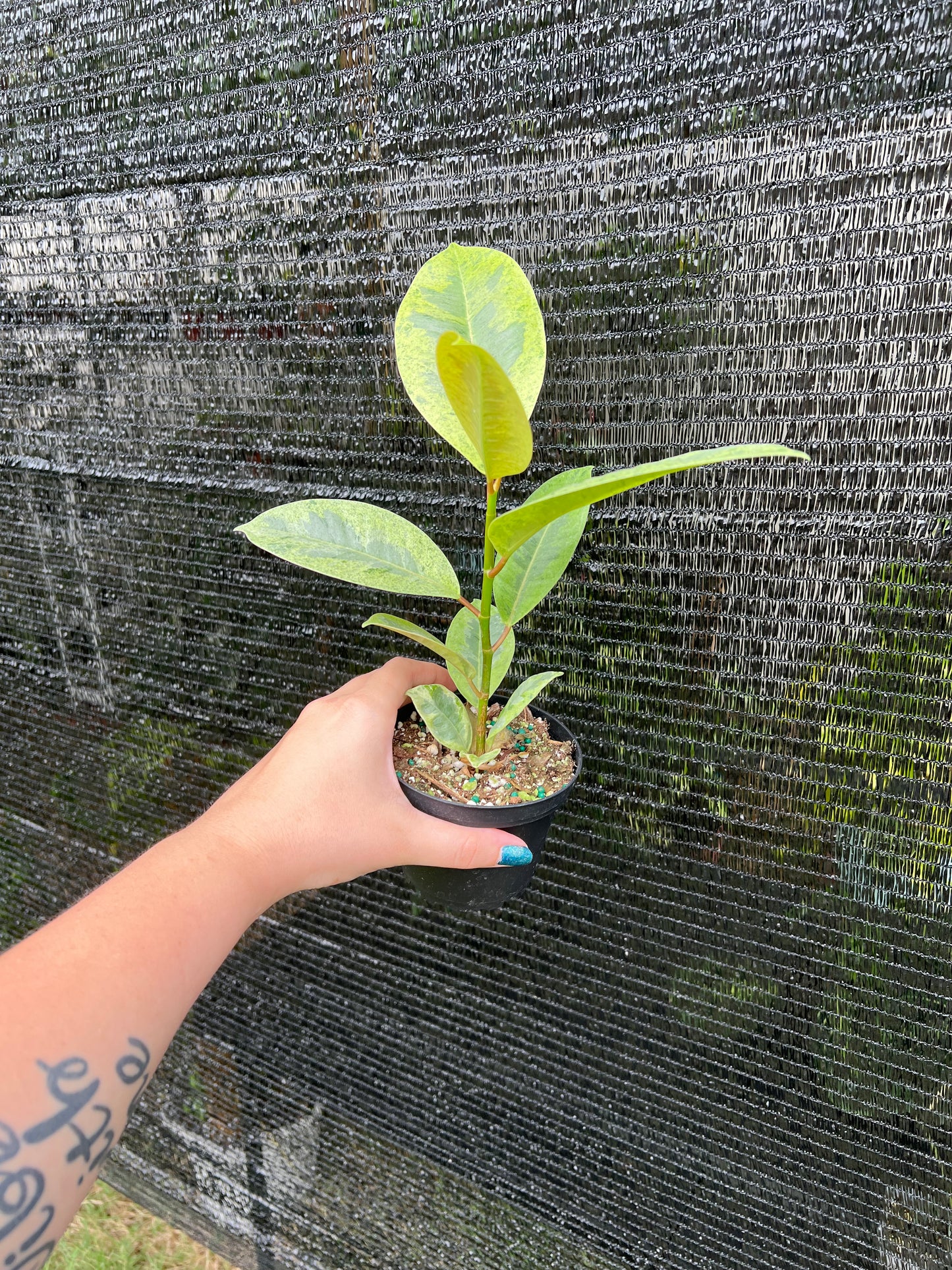 4” Ficus Shivereana Moonshine