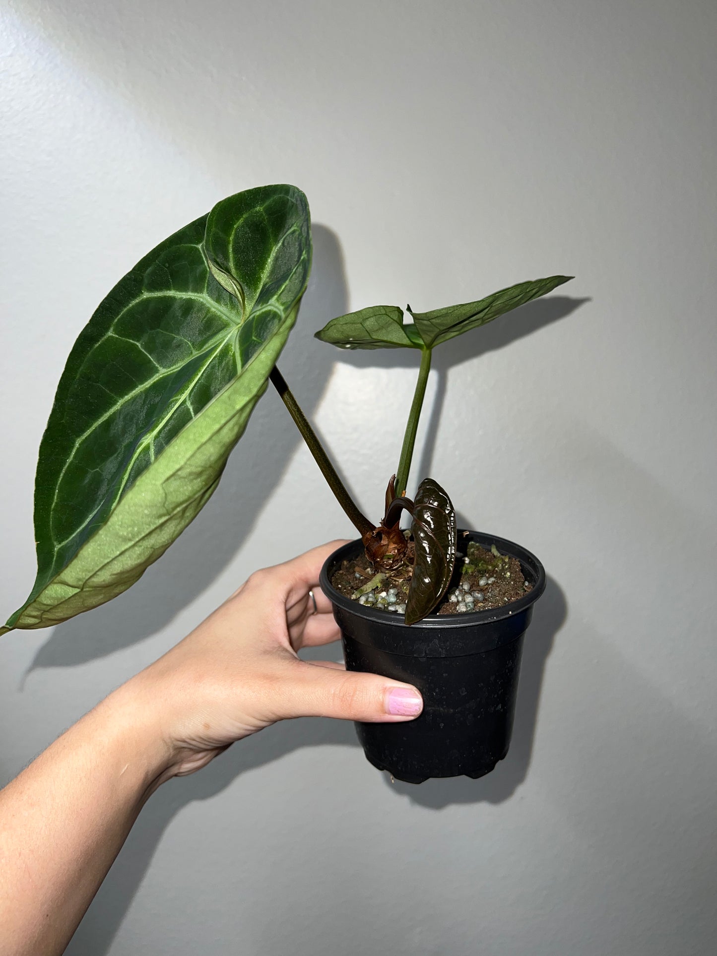 4” Anthurium Hoffmanii X Michelle