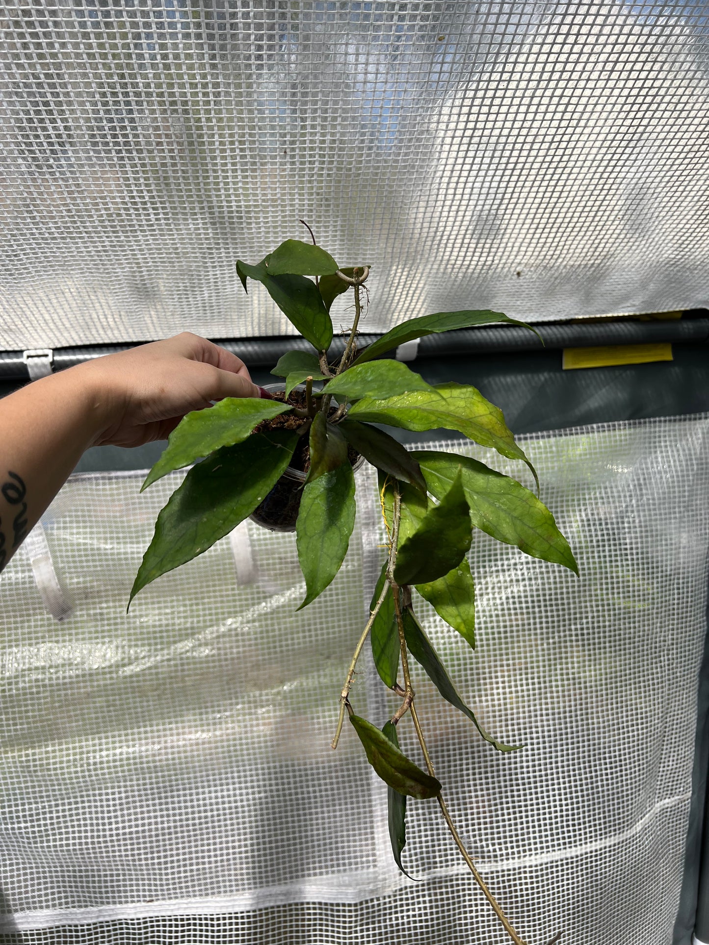 4” Hoya AH April