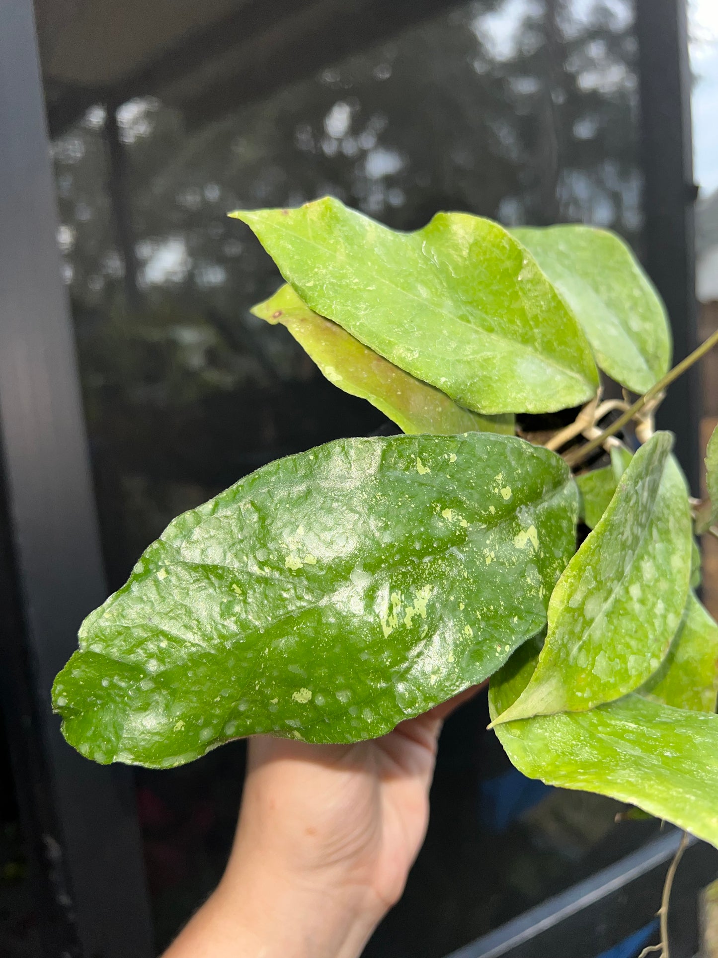 4” Hoya Chicken Farm