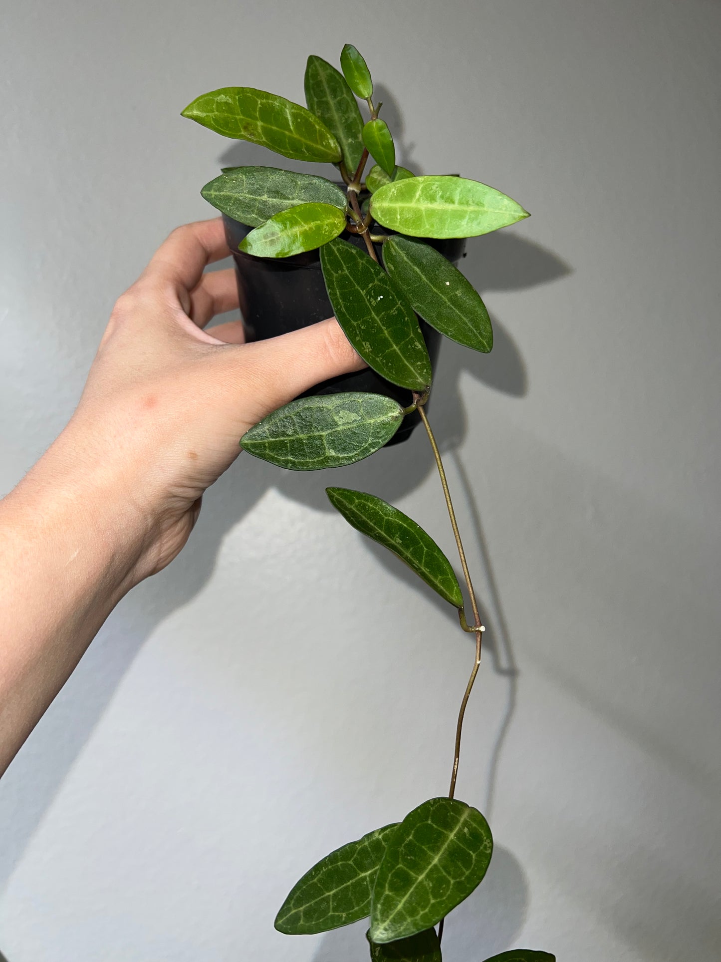 4” Hoya Eliptica