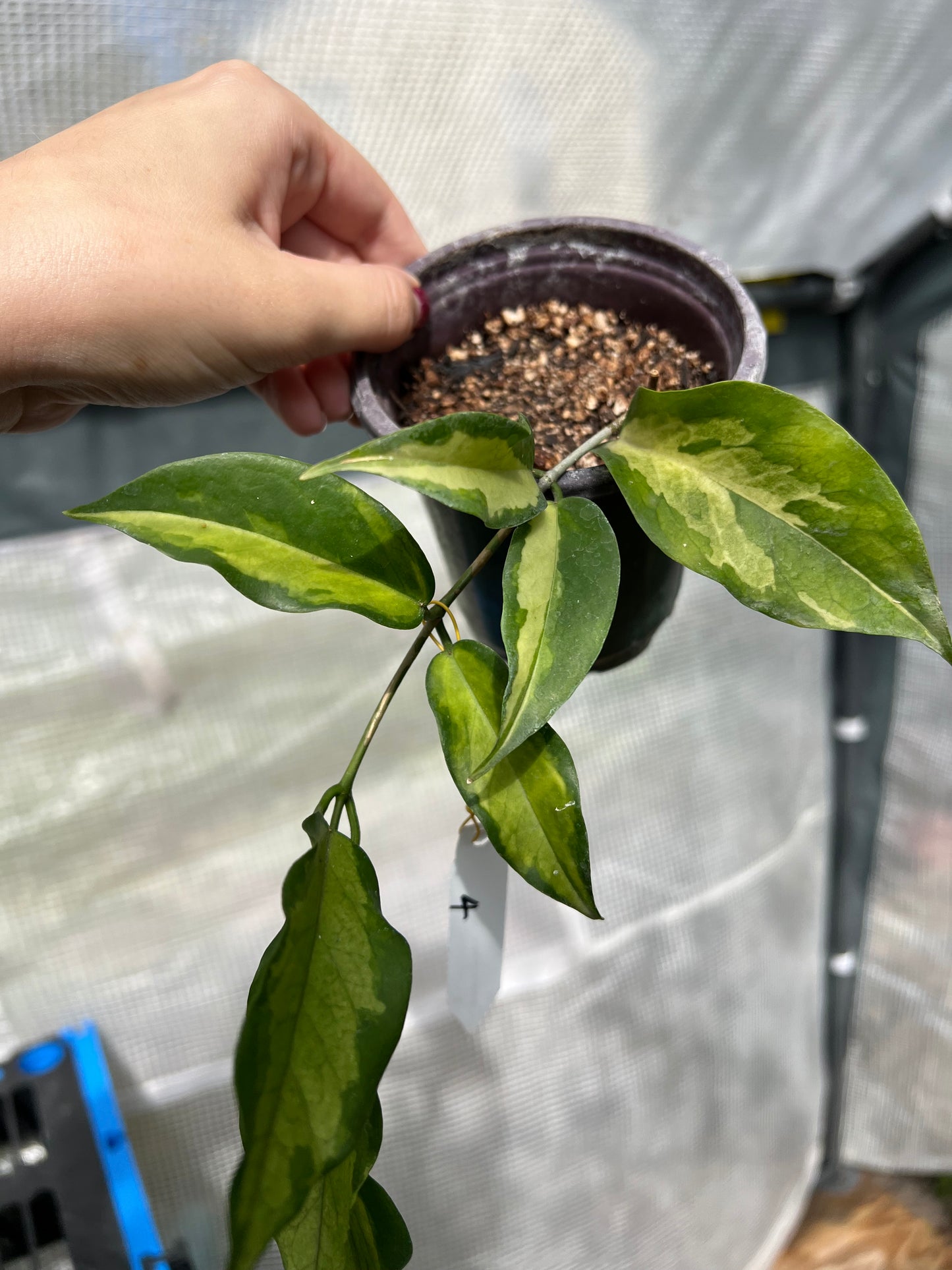 4” Hoya Kenejiana Variegata