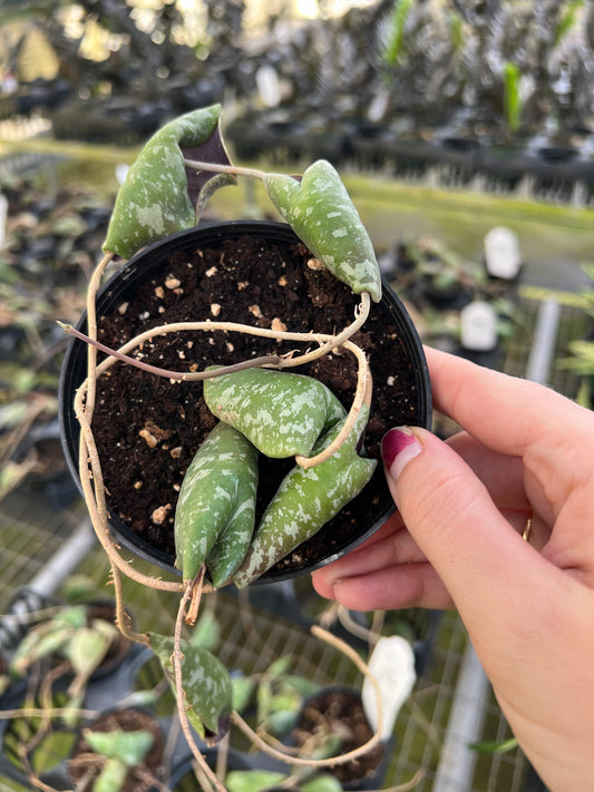 4” Hoya Imbricata