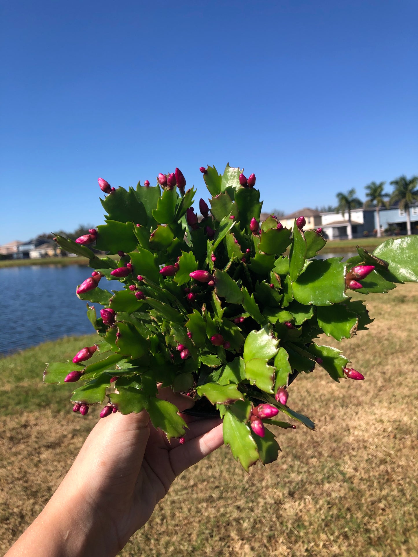 6” Christmas Cactus Purple
