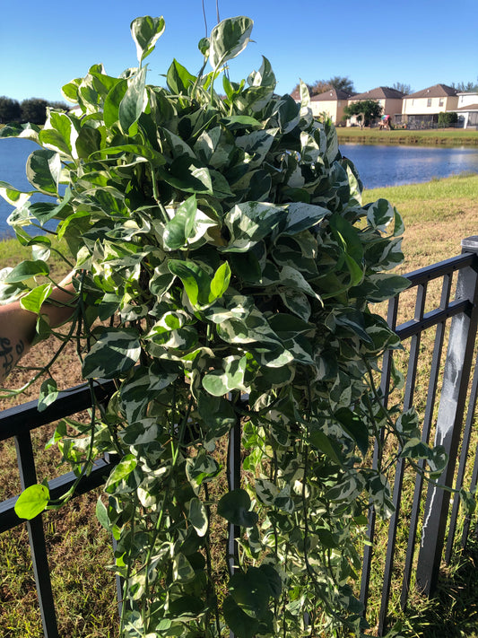 8” Pearls N Jade Pothos XL