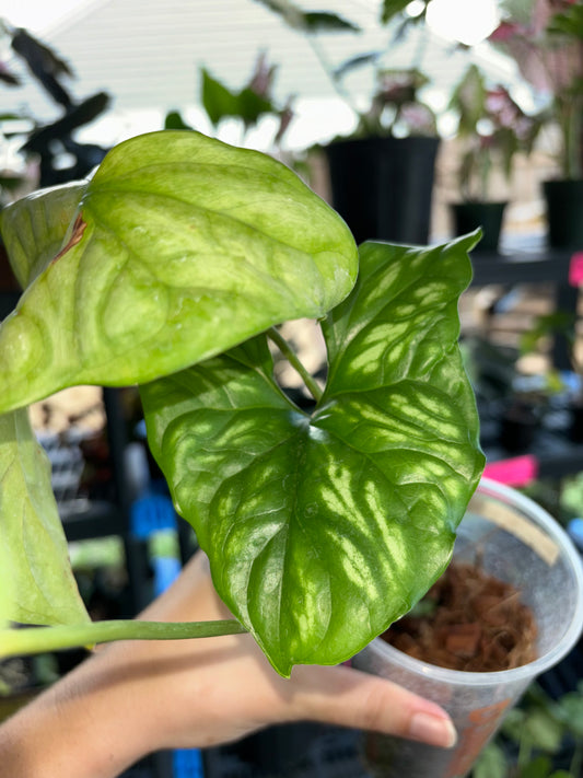 4” Cercestis Miraballis