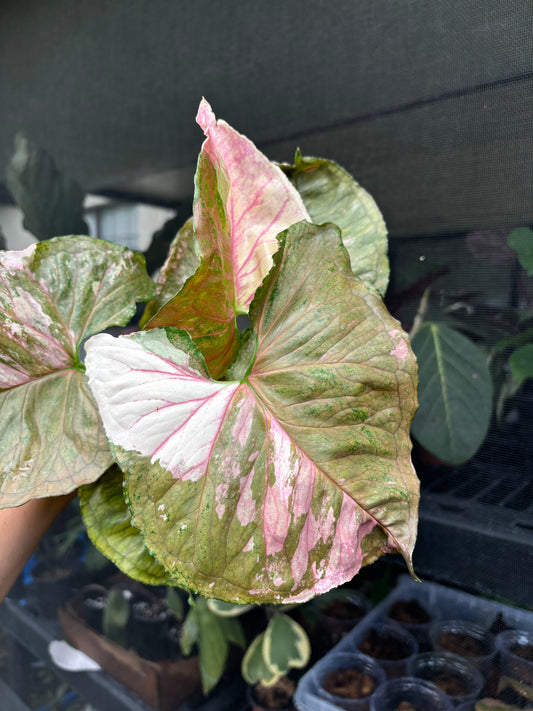 4” Syngonium Strawberry Ice Galaxy