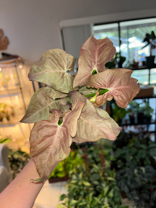 4” Syngonium White Bone Chocolate