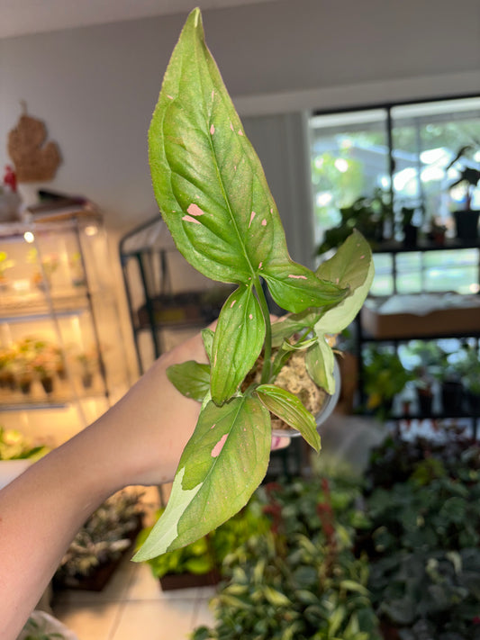 3” Syngonium Tricolor Chocolate