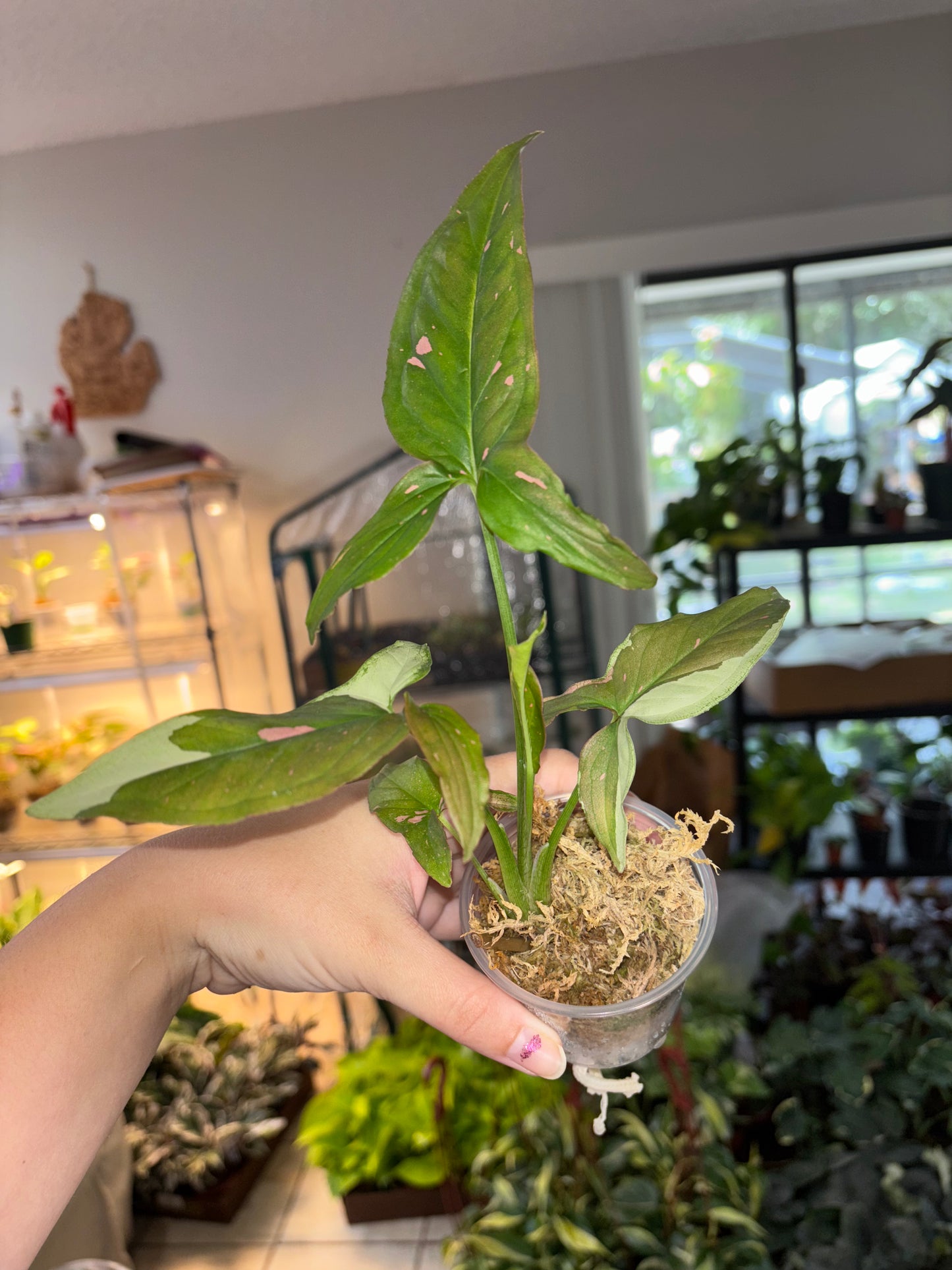 3” Syngonium Tricolor Chocolate
