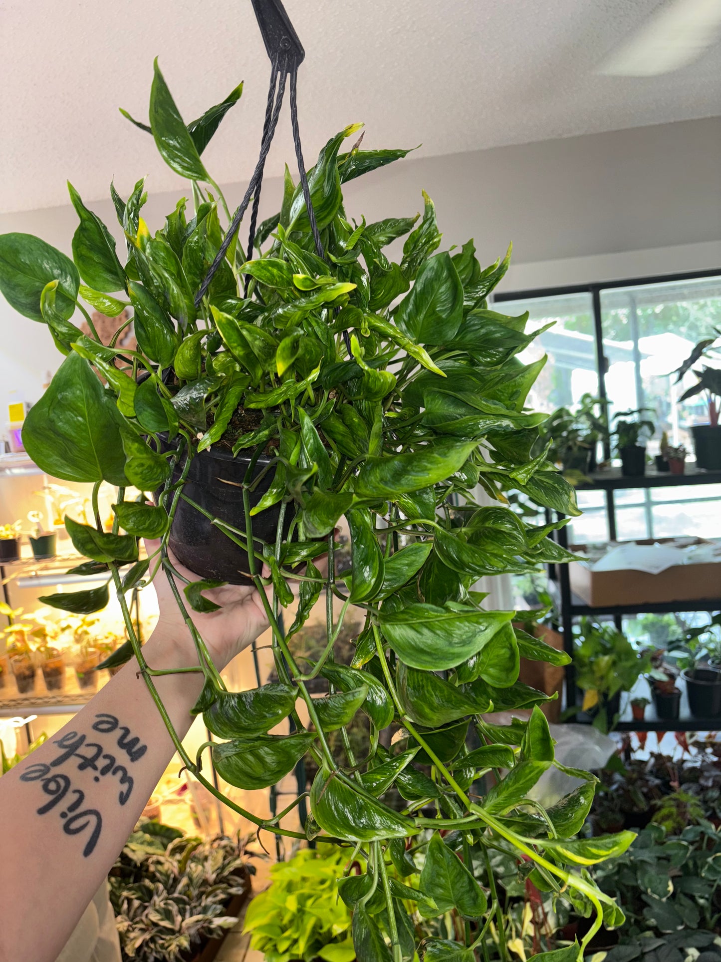 8” Shangri La Pothos Hanging Basket