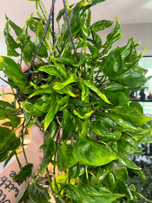 8” Shangri La Pothos Hanging Basket