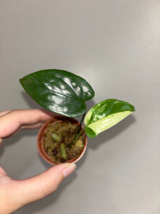 2” Amydrium Medium Mint