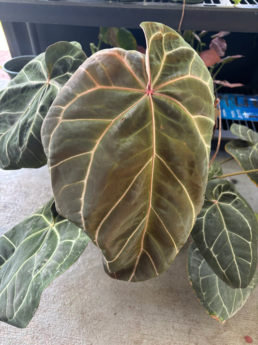 6” Anthurium Red Crystallinum