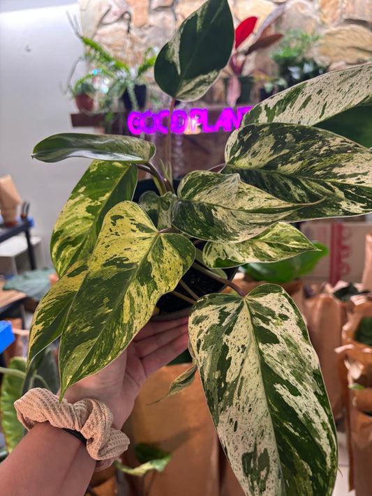 6” Philodendron Royal King