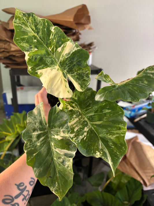 4” Variegated Alocasia Low Rider