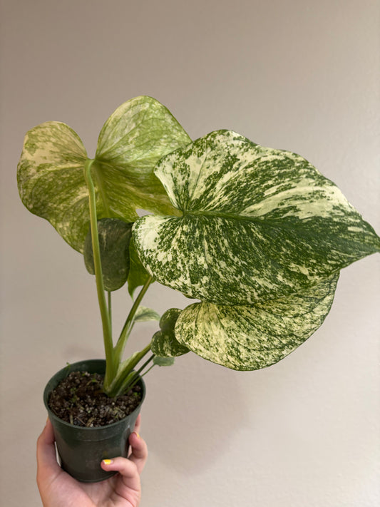 4” Monstera Mint