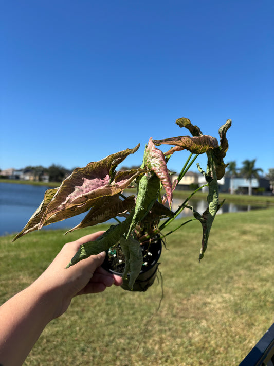 4” Syngonium Rolli Pink