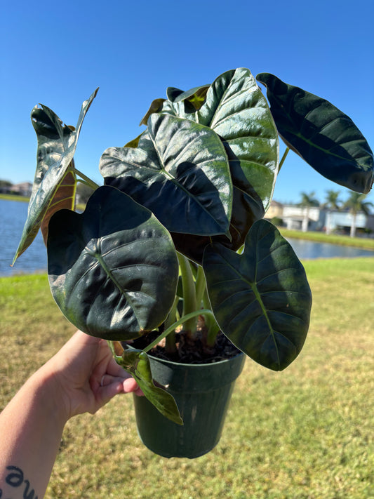 CORM: Alocasia Golden Bone