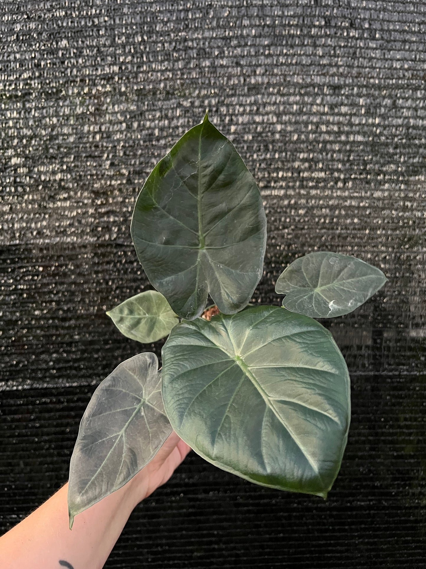 4” Alocasia Regal Shield