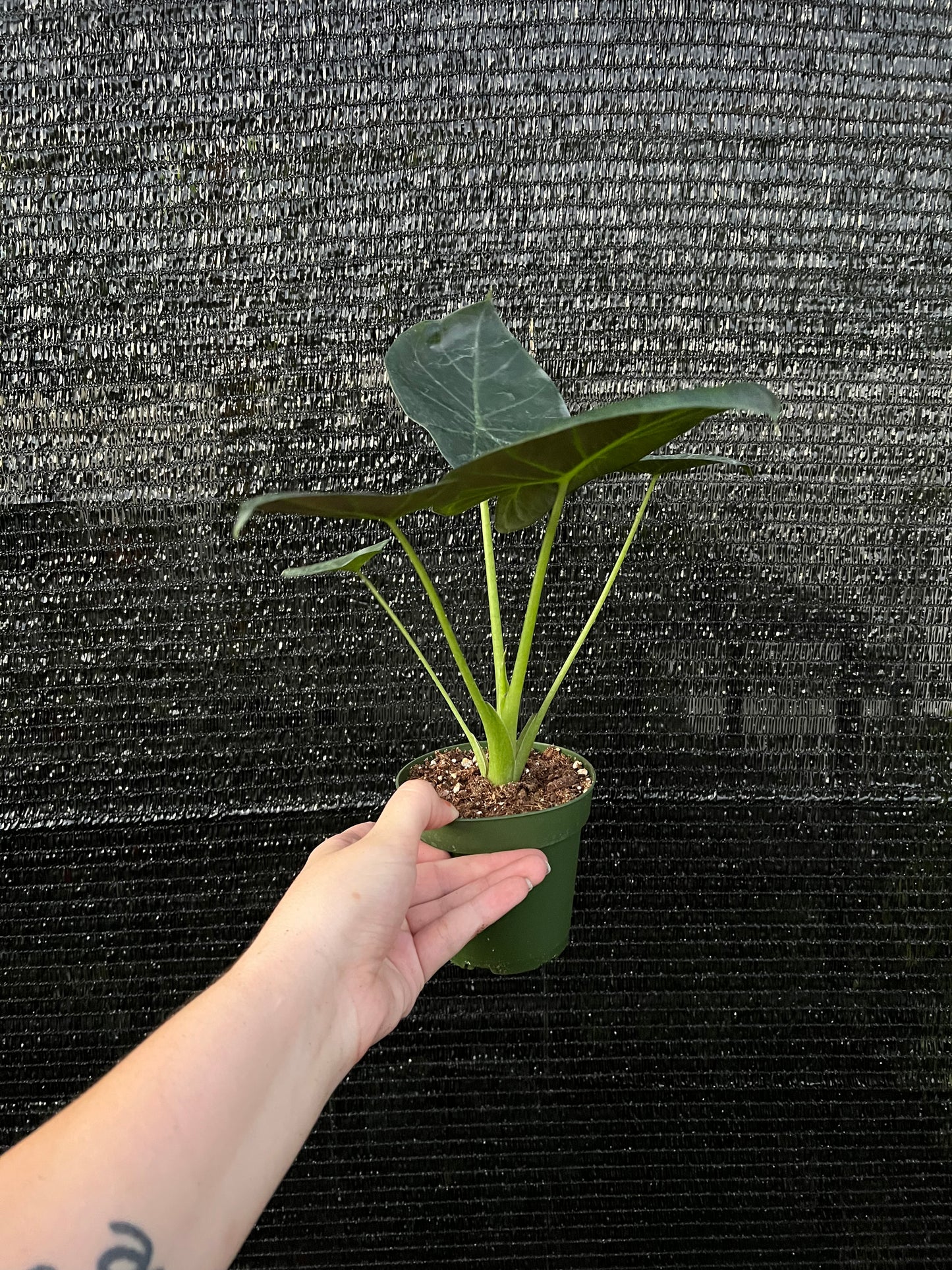 4” Alocasia Regal Shield