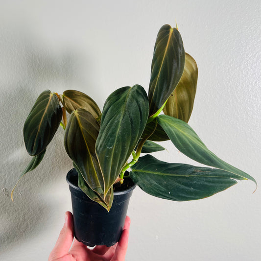 4” Philodendron Gigas