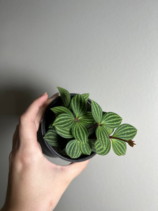 4” Peperomia Parallel