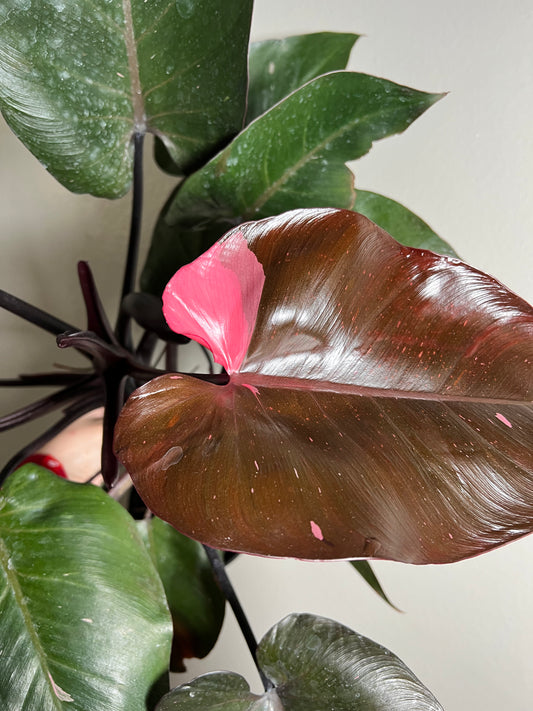 6” Philodendron Pink Princess