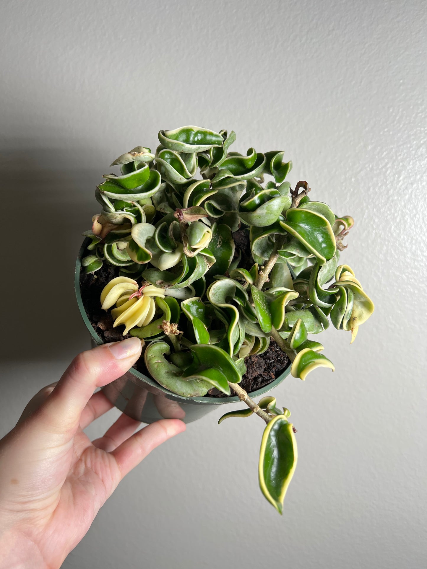 6" Hoya Compacta Outer Variegated (Hindu Rope)